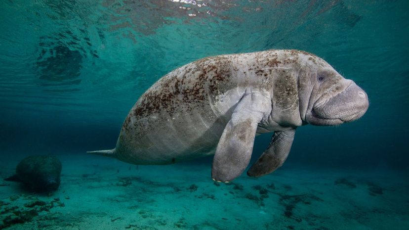 Manatee