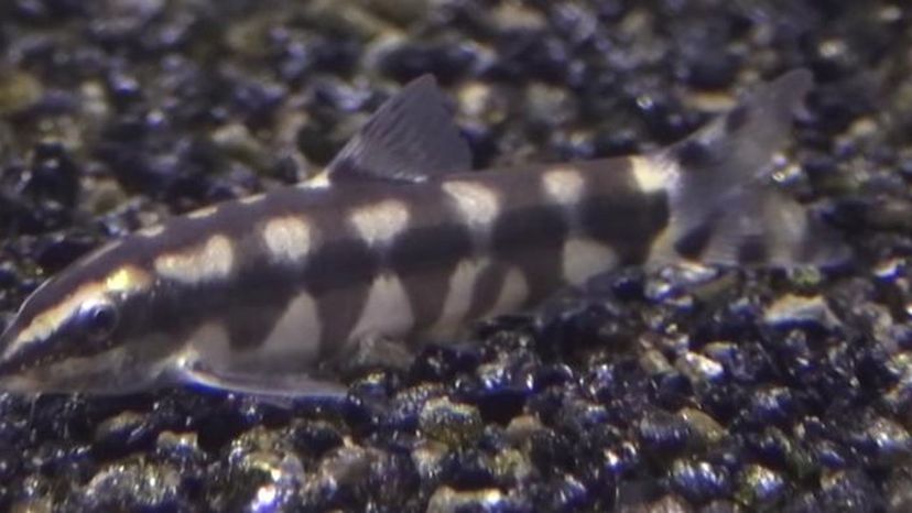 Polka dot loach fish