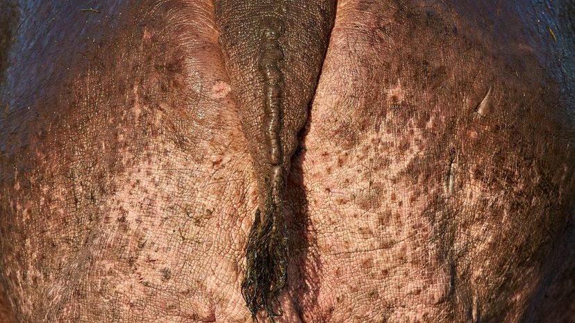Hippopotamus tail