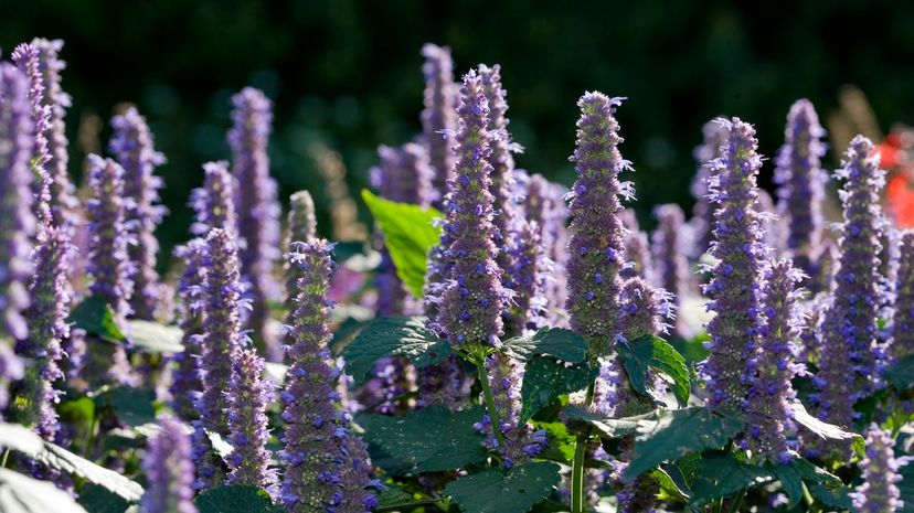 Agastache