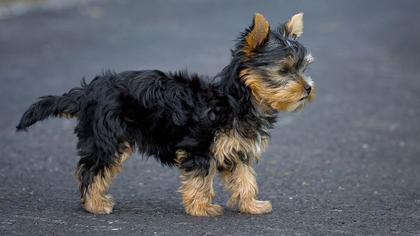 Puppy terrier on road