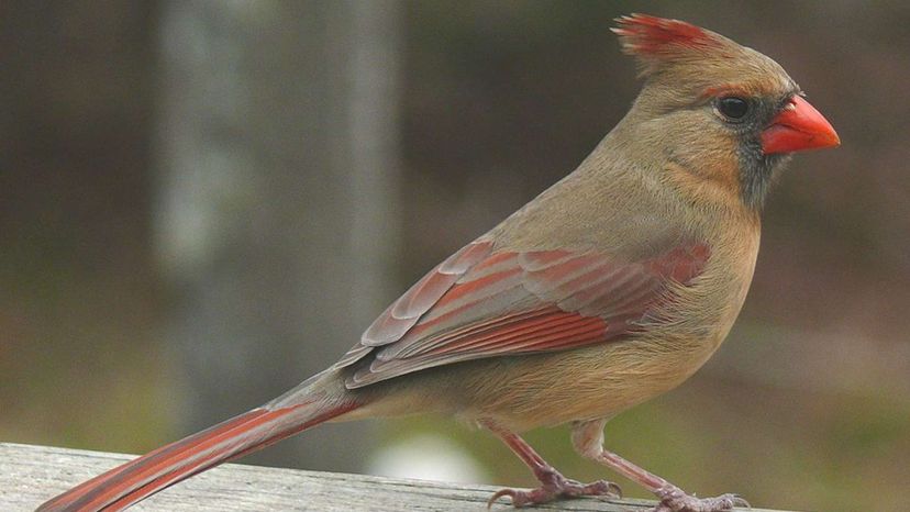 Northern_Cardinal_Female