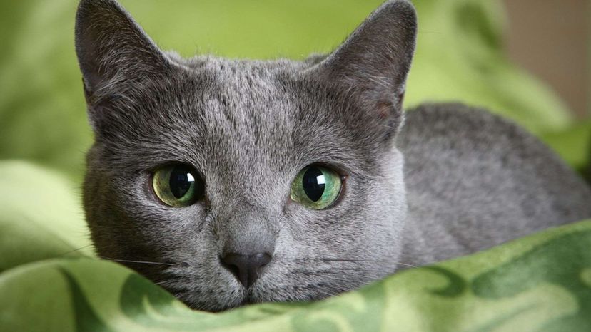 Russian Blue