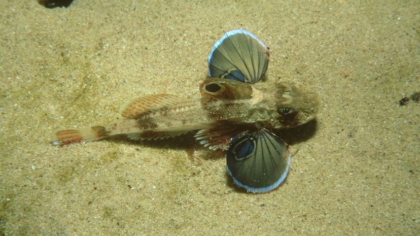 16 spiny gurnard