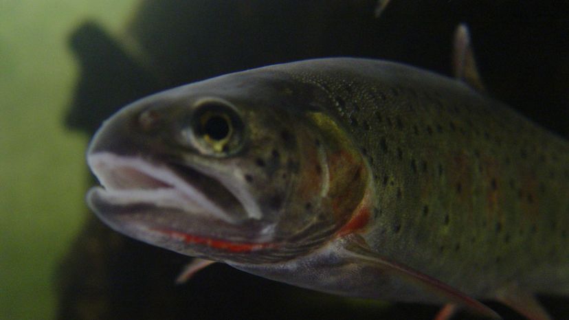 Cutthroat Trout
