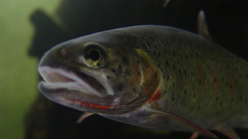 Cutthroat Trout