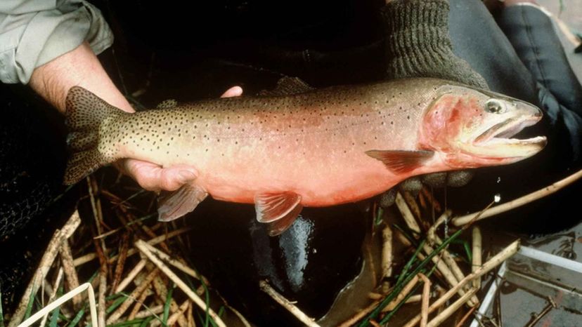 Greenback Cutthroat Trout