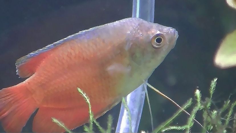 Dwarf Gourami