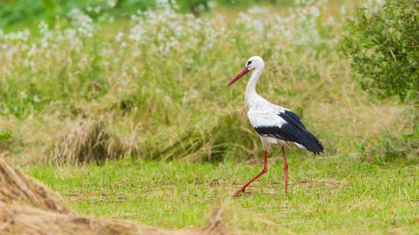 White stork