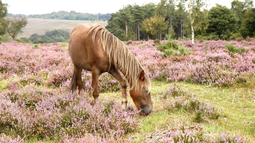 Morgan horse