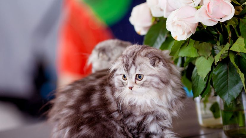 Can You Pass a True Cat Lover Quiz?