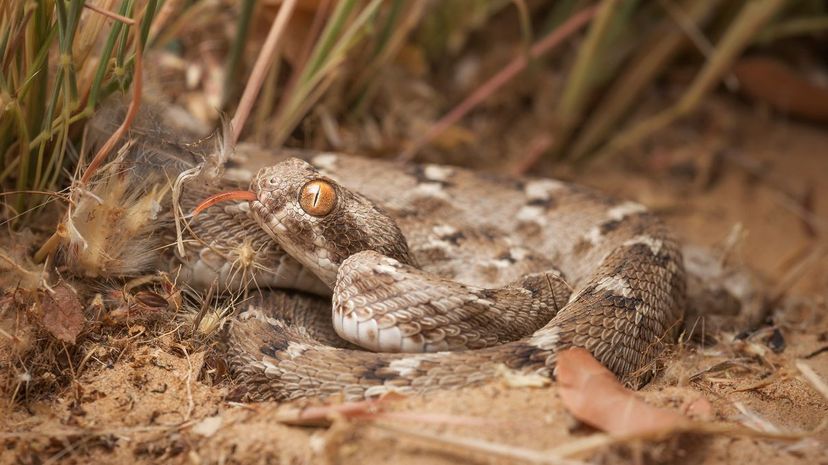 Saw-scaled viper