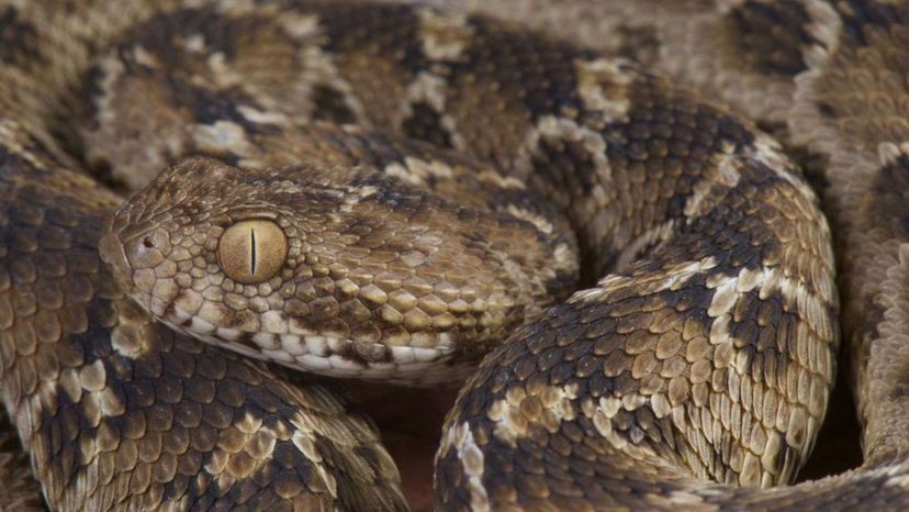 Saw Scaled Viper