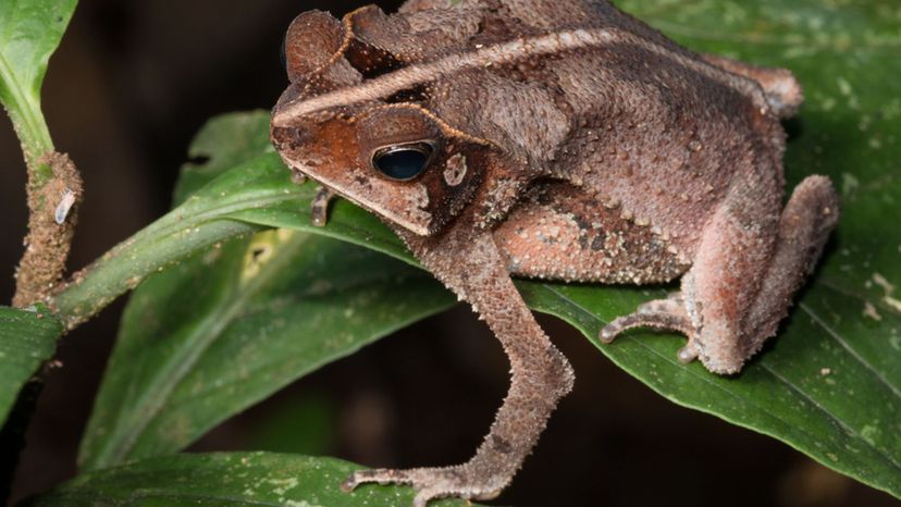 Puerto Rican Crested Toad