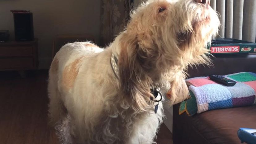 Spinone Italiano