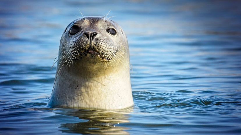 Harbor Seal