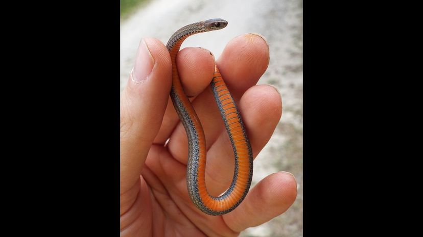 25 Redbelly Snake