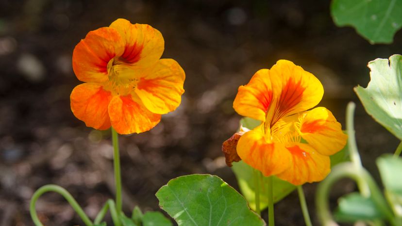 22 Nasturtium GettyImages-547486591