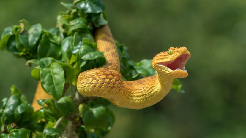 Which Venomous Snake Matches Your Dark Side?