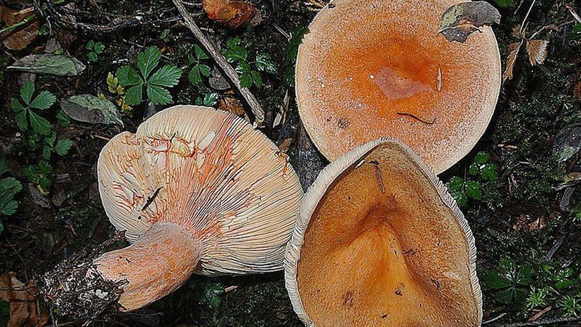 Bleeding Milk Cap (Lactarius rubrilacteus)