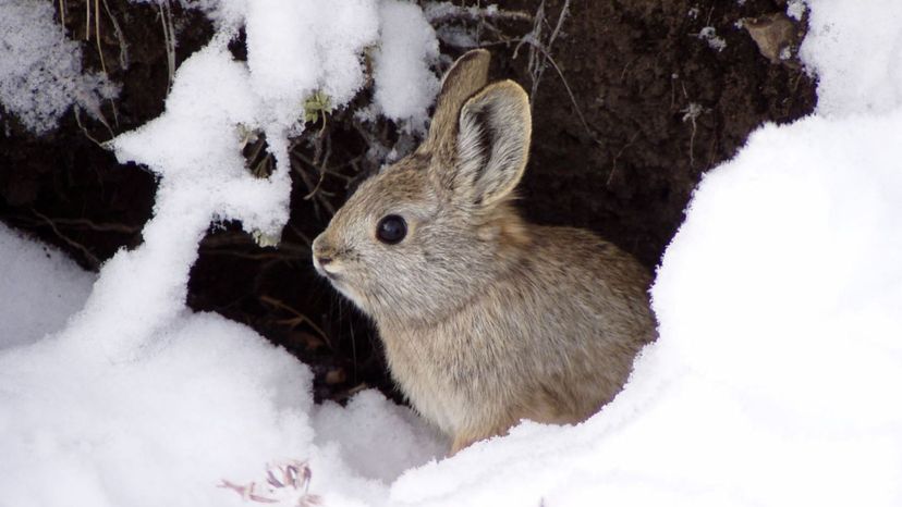 Pygmy Rabbit