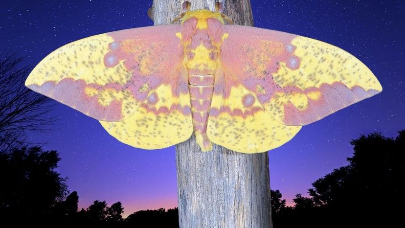 Imperial Moth