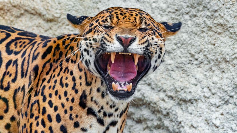 South American jaguar