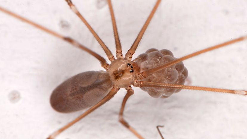 Long-bodied Cellar Spider