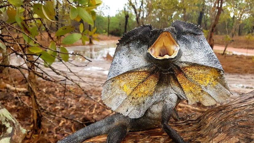 Frilled Lizard