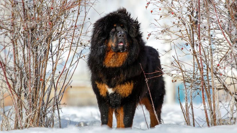 Tibetan Mastiff