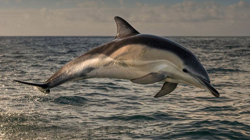 Common Dolphin