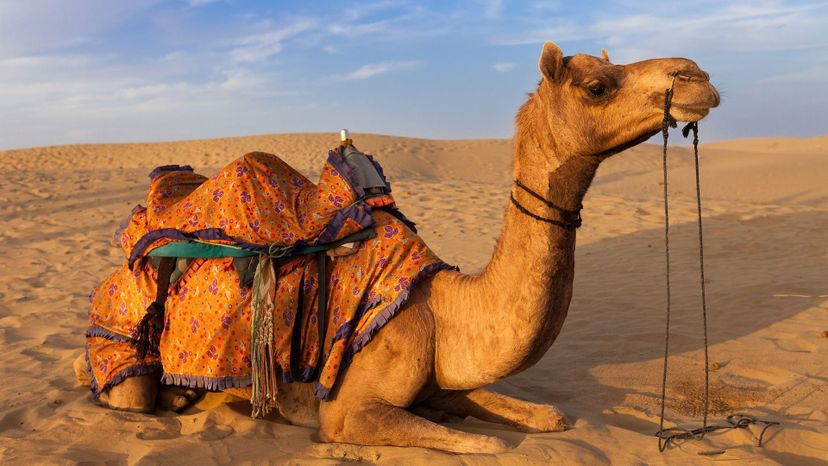 Arabian camel