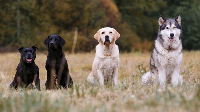 ¿Qué raza de perro es tu animal espiritual?