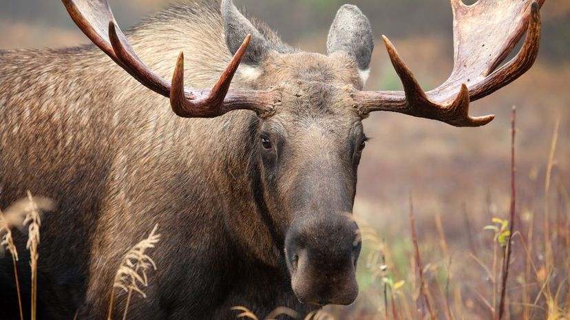 Which Canadian Animal Are You Really, Based on Your Myers-Briggs?