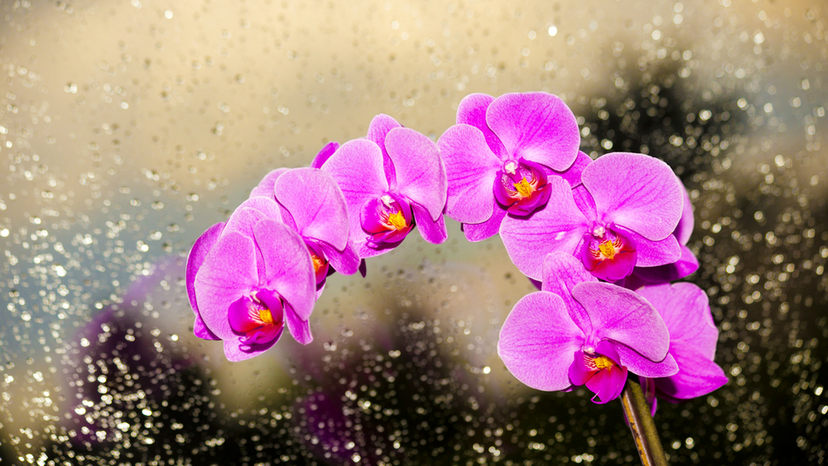 Orchid