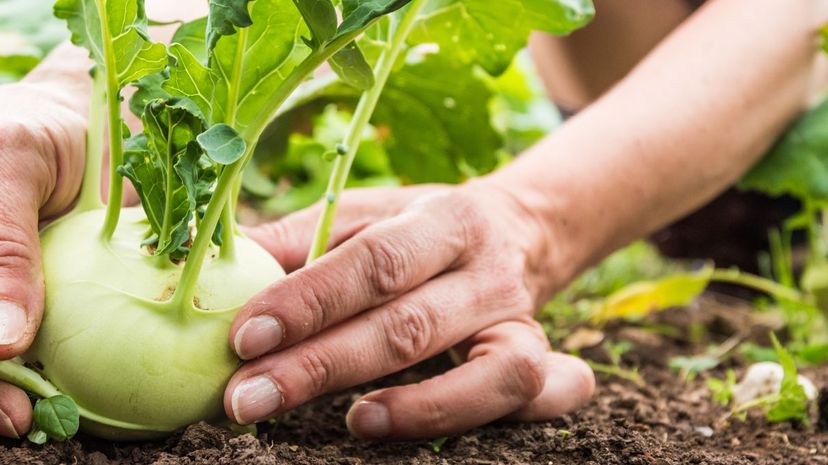 Kohlrabi