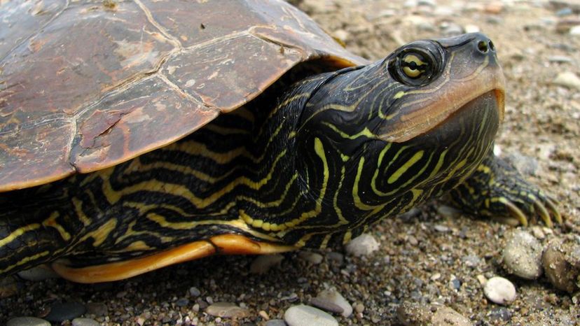 Common Map Turtle