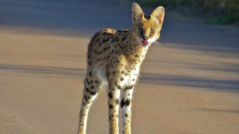 Serval_(Leptailurus_serval)_(14031084562)