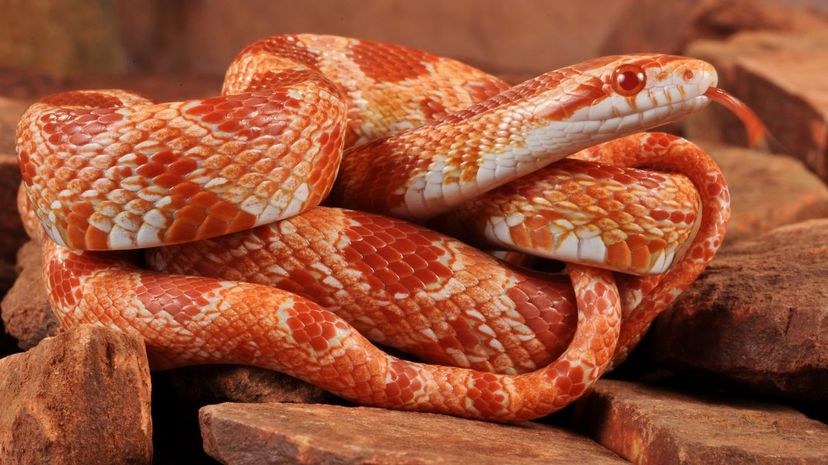 Corn snake