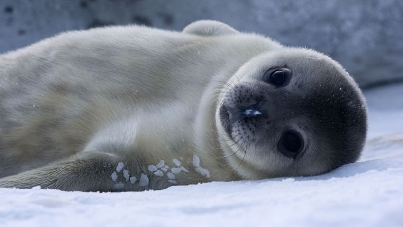 Weddell Seal