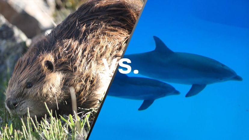Beaver vs Dolphin