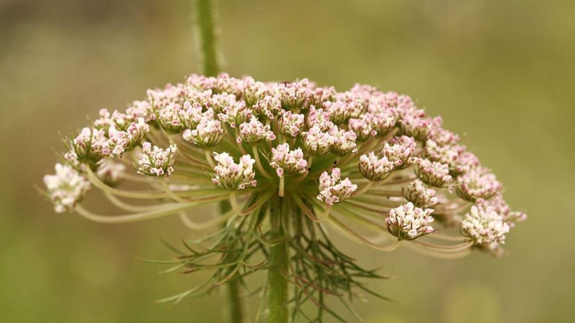 Wild Carrot