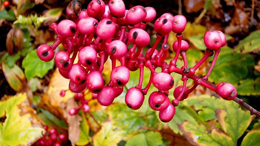 Doll's eye (actaea pachypoda)