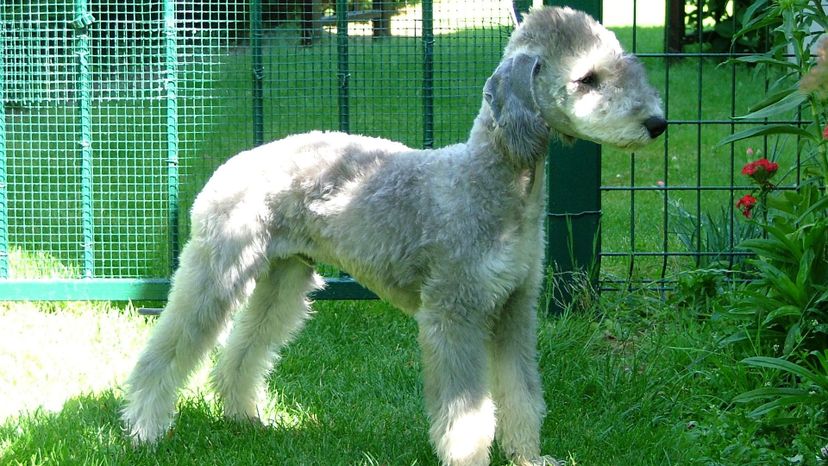 Bedlington terrier