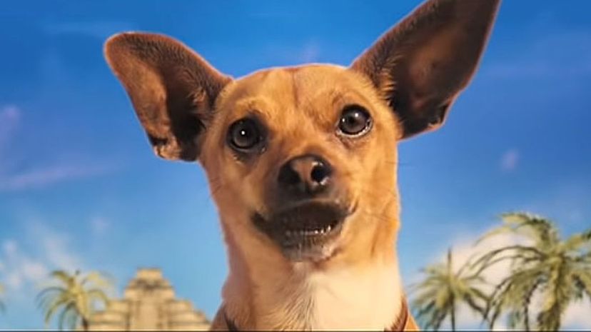 19 Chihuahua en Beverly Hills