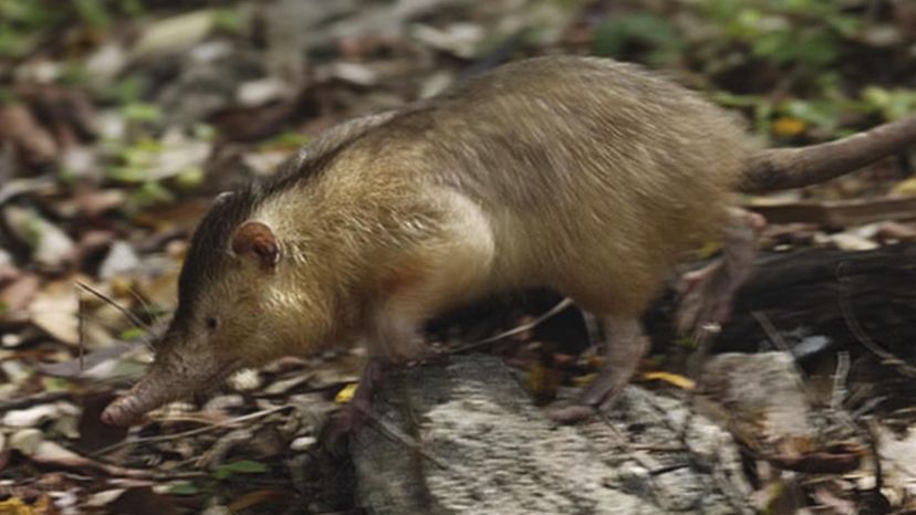 Cuban solenodon