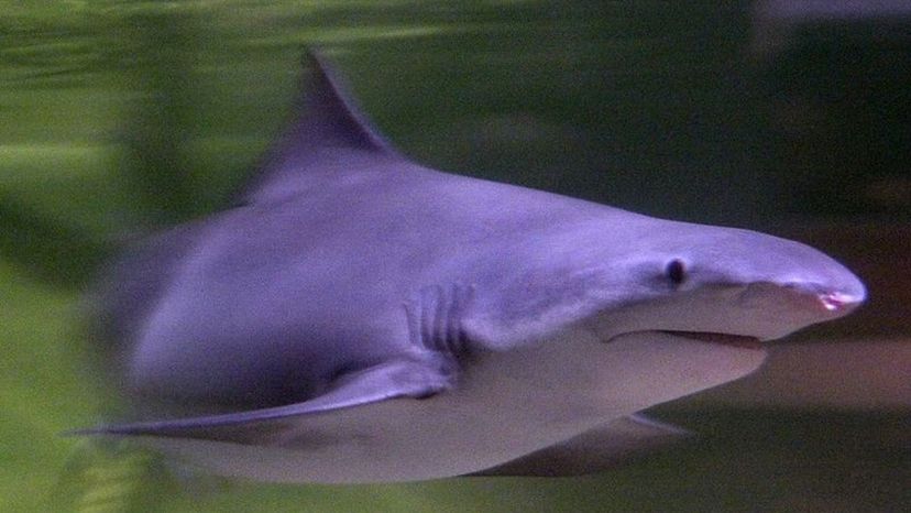 Speartooth Shark