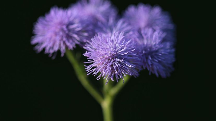 Ageratum