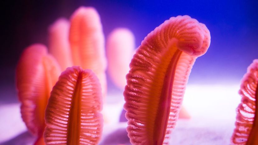 Sea pen