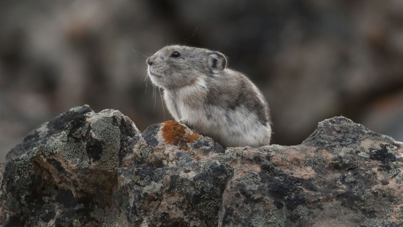 Collared Pika